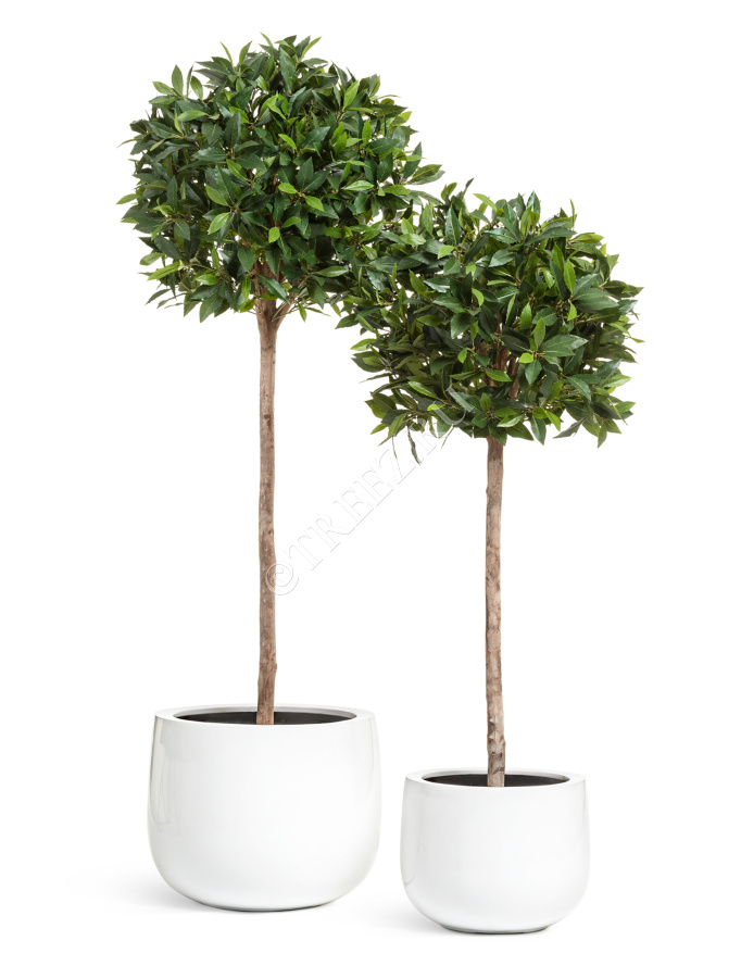 Кашпо TREEZ Effectory - Gloss - Низкая широкая чаша - Белый глянцевый лак фото