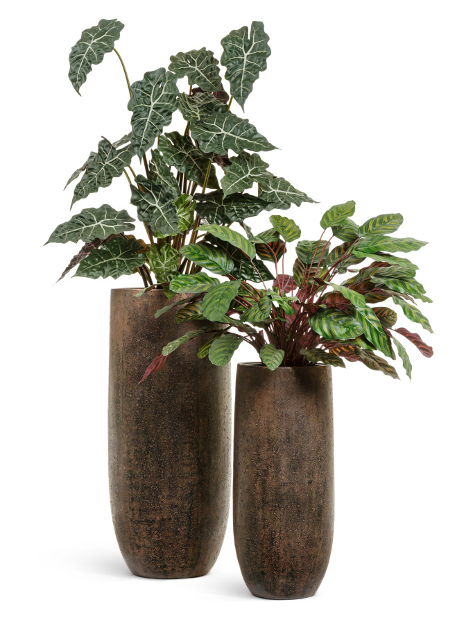Сет № 2 - Алоказия и Калатея в кашпо Treez Effectory Metal фото