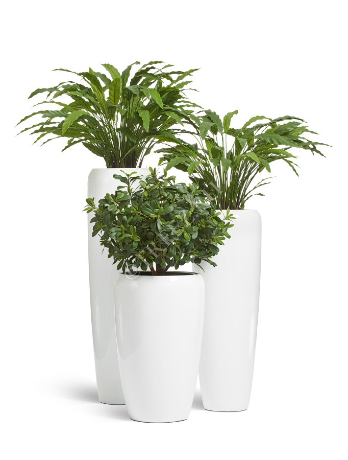 Сет № 46 - Композиция с Калатеями и Питтоспорумом в кашпо Treez Effectory Gloss фото