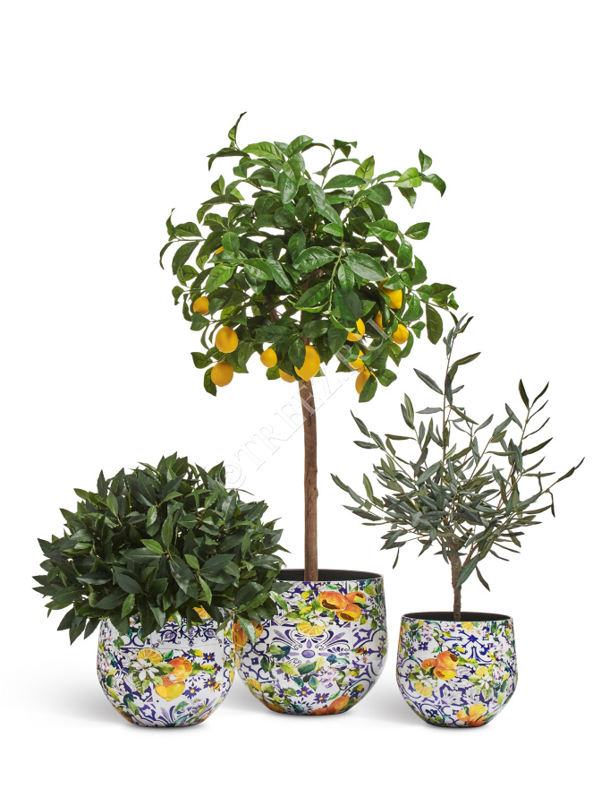 Сет № 52 - Композиция с Лимонным деревом и Оливой (Prime) в кашпо Treez Effectory Savage Garden фото