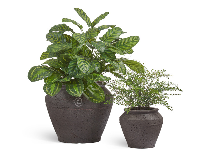 Сет № 64 - Композиция с Калатеей и Папоротником Адиантум в кашпо Treez Ergo Nero фото