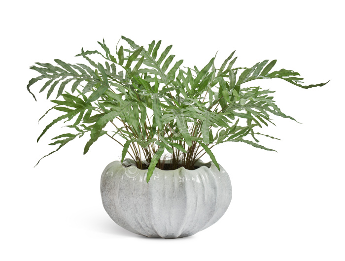 Сет № 123 - Композиция с папоротником Рэббит Фут в кашпо Treez Effectory Aura фото