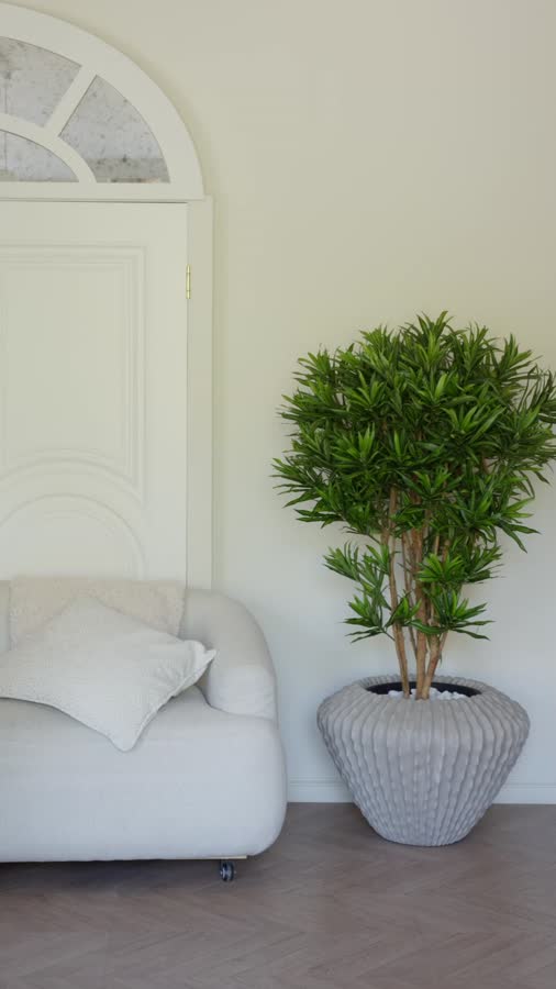 Драцена Рефлекса Ямайка фото