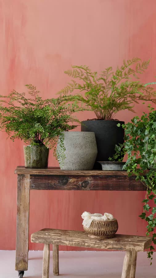 Папоротник Аспарагус куст нежно-зелёный в кашпо фото