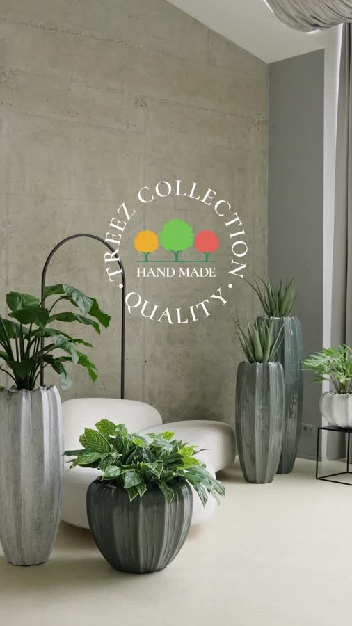 Аглаонема Страйпс куст бело-зелёный фото